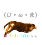 僕、ミニチュアダックスフンド（個別スタンプ：9）
