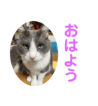 シェリぽんと愉快な仲間たち7 (にゃんこ編)（個別スタンプ：1）