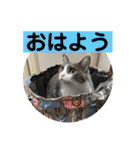 シェリぽんと愉快な仲間たち7 (にゃんこ編)（個別スタンプ：2）