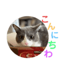 シェリぽんと愉快な仲間たち7 (にゃんこ編)（個別スタンプ：3）