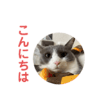 シェリぽんと愉快な仲間たち7 (にゃんこ編)（個別スタンプ：4）