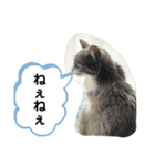 シェリぽんと愉快な仲間たち7 (にゃんこ編)（個別スタンプ：5）