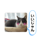シェリぽんと愉快な仲間たち7 (にゃんこ編)（個別スタンプ：8）