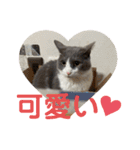シェリぽんと愉快な仲間たち7 (にゃんこ編)（個別スタンプ：12）