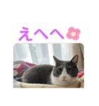 シェリぽんと愉快な仲間たち7 (にゃんこ編)（個別スタンプ：13）