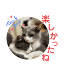 シェリぽんと愉快な仲間たち7 (にゃんこ編)（個別スタンプ：20）