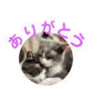 シェリぽんと愉快な仲間たち7 (にゃんこ編)（個別スタンプ：21）