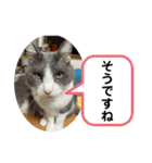 シェリぽんと愉快な仲間たち7 (にゃんこ編)（個別スタンプ：23）