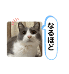 シェリぽんと愉快な仲間たち7 (にゃんこ編)（個別スタンプ：24）