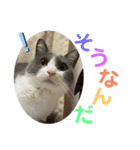 シェリぽんと愉快な仲間たち7 (にゃんこ編)（個別スタンプ：25）