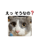 シェリぽんと愉快な仲間たち7 (にゃんこ編)（個別スタンプ：26）