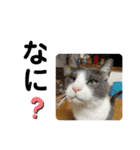 シェリぽんと愉快な仲間たち7 (にゃんこ編)（個別スタンプ：27）