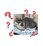 シェリぽんと愉快な仲間たち7 (にゃんこ編)（個別スタンプ：28）