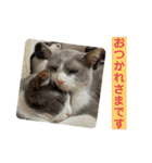 シェリぽんと愉快な仲間たち7 (にゃんこ編)（個別スタンプ：32）