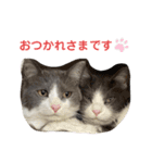 シェリぽんと愉快な仲間たち7 (にゃんこ編)（個別スタンプ：33）