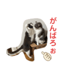 シェリぽんと愉快な仲間たち7 (にゃんこ編)（個別スタンプ：35）