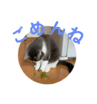 シェリぽんと愉快な仲間たち7 (にゃんこ編)（個別スタンプ：38）