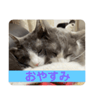 シェリぽんと愉快な仲間たち7 (にゃんこ編)（個別スタンプ：39）