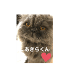 トイプードルのmayちゃん兄（個別スタンプ：1）