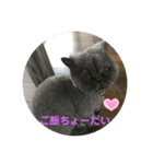 トイプードルのmayちゃん兄（個別スタンプ：3）