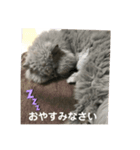 トイプードルのmayちゃん兄（個別スタンプ：4）