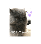 トイプードルのmayちゃん兄（個別スタンプ：5）