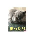 トイプードルのmayちゃん兄（個別スタンプ：7）