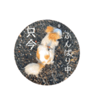 リンとユキのスタンプ（個別スタンプ：3）