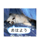 リンとユキのスタンプ（個別スタンプ：6）