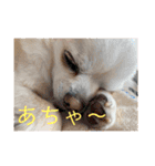 リンとユキのスタンプ（個別スタンプ：11）