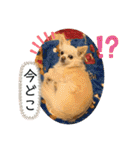 リンとユキのスタンプ（個別スタンプ：19）