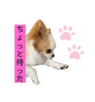 リンとユキのスタンプ（個別スタンプ：20）
