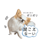 リンとユキのスタンプ（個別スタンプ：24）