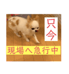 リンとユキのスタンプ（個別スタンプ：31）
