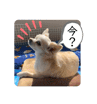 リンとユキのスタンプ（個別スタンプ：37）