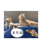 リンとユキのスタンプ（個別スタンプ：40）