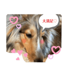 シェルティ蓮華さんの日常♡（個別スタンプ：2）