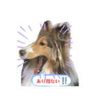 シェルティ蓮華さんの日常♡（個別スタンプ：3）