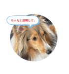 シェルティ蓮華さんの日常♡（個別スタンプ：7）