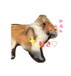 シェルティ蓮華さんの日常♡（個別スタンプ：9）