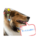 シェルティ蓮華さんの日常♡（個別スタンプ：10）