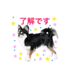 毎日使える、犬とねこの写真スタンプ（個別スタンプ：1）