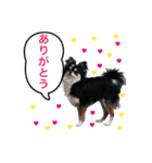 毎日使える、犬とねこの写真スタンプ（個別スタンプ：4）