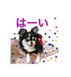 毎日使える、犬とねこの写真スタンプ（個別スタンプ：5）