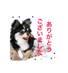 毎日使える、犬とねこの写真スタンプ（個別スタンプ：6）