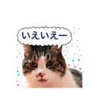 毎日使える、犬とねこの写真スタンプ（個別スタンプ：9）
