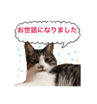 毎日使える、犬とねこの写真スタンプ（個別スタンプ：10）