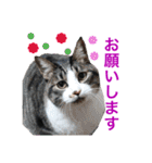 毎日使える、犬とねこの写真スタンプ（個別スタンプ：11）