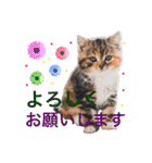 毎日使える、犬とねこの写真スタンプ（個別スタンプ：12）