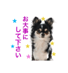 毎日使える、犬とねこの写真スタンプ（個別スタンプ：14）